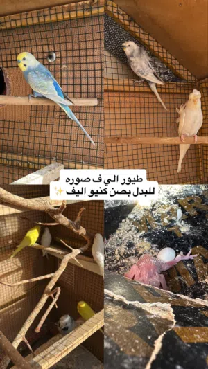 بادجي للبدل فقط