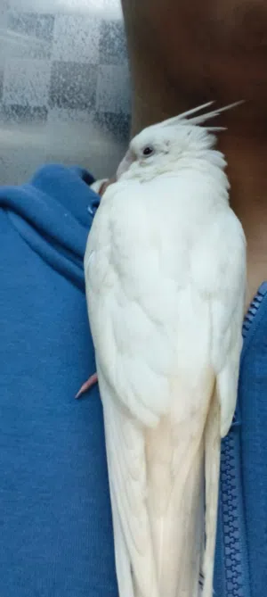 مفقود طير كوكتيل اليف البينو عمره شهرين بدون حجل