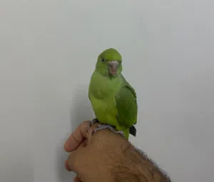 اليفه جداا دره