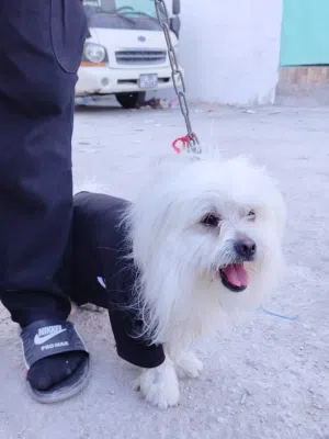 كلب روسي اسمو ريكو كلب منازل