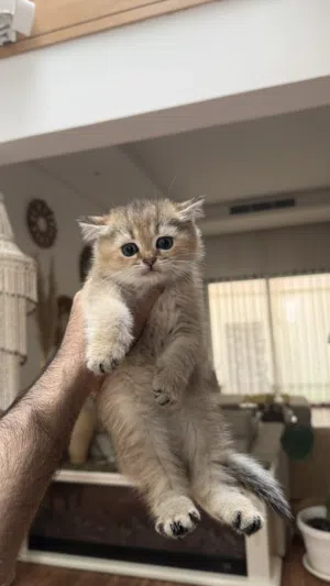 للبيع قطط سكوتش العمر 55 يوم متعلمه