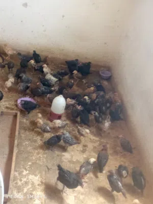 متوفر صيصان اقرا النص عمان جاوا