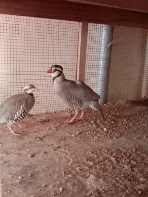 حمام زينة + زوج طيور الحجل