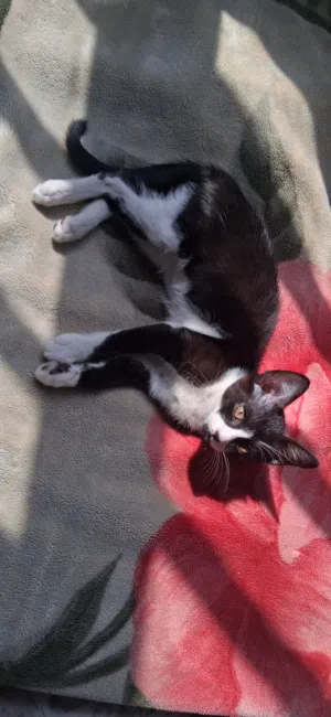 female kitten