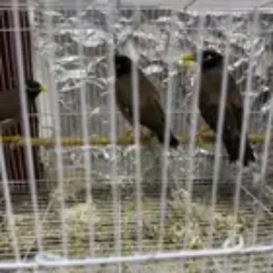 5 طيور مينا للبيع