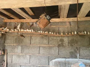 اجواز زيبرا للبيع جمله سعر الجوز ع 21 وقفصحجم كبيير يبارك ماشاء الله يبارك ماشاء الله يبارك