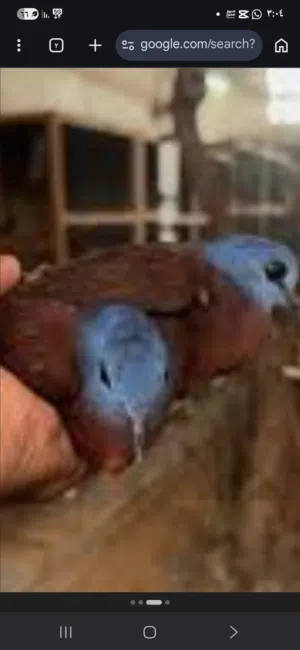 مطلوب يمام الادماوا نفسي اللي في الصورة ومطلوب يمام الغرابي