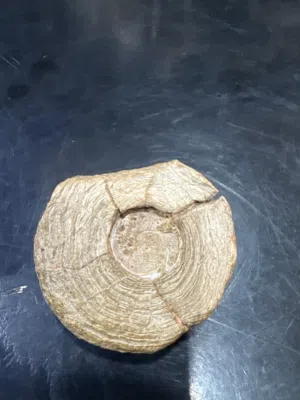 خشب متحجر أوحفورة