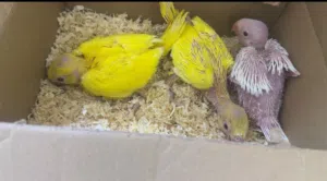 Yellow ringneck babys