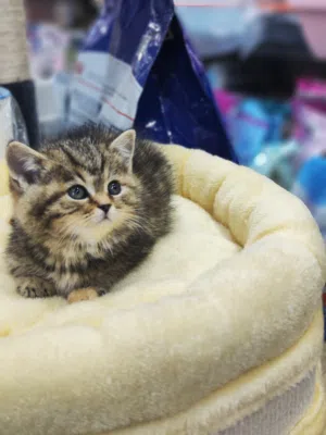 انثى اسكتش ستريت جولدن ان واي 24 ما شاء الله تبارك الله بتجنن