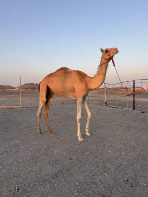 للبيع قعود