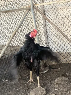 دجاج سندي الي يبا