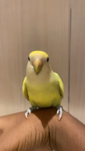 زوج روز منتج وأليف شرط