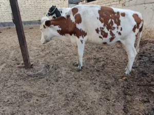 بجر سمنتال عليها رابع للبيع بمليونين واربعمية