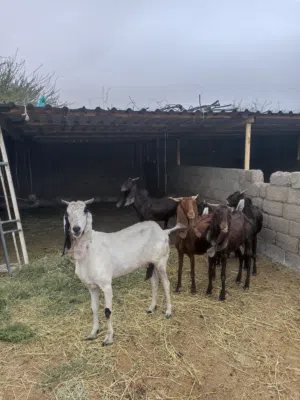 للبيع حلال باكستاني 7 راس