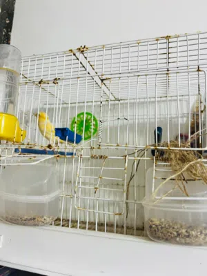 انثى كناري مشوش ربي يبارك ناشطه وكيف باديه تلف المكان الزاويه تواصل خاص أو رقم الهاتف