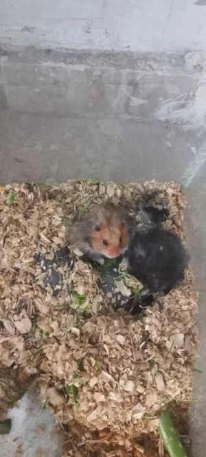 هامستر منوع الوان حلوا