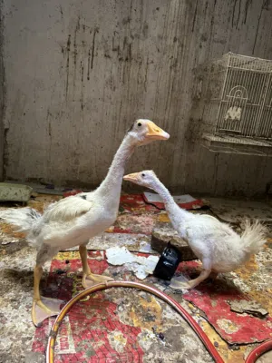 زوجين بط مخاليف بيهن كوبرا للبيع او مروس حسب رغبه