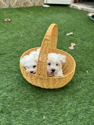 Maltese puppy’s