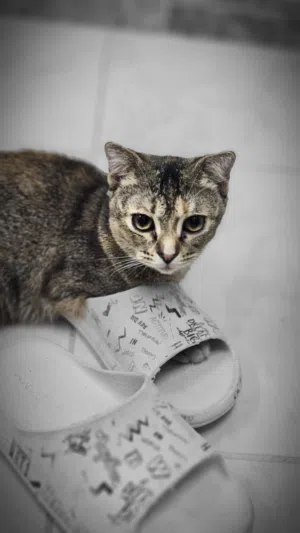 قطة انثى للتبني سكوتش فولد هجين