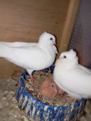 زوج ارافل بيض جواهن افراخ
