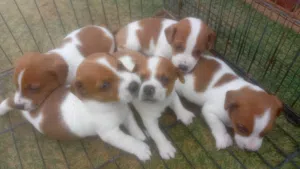 pure jack russell puppy