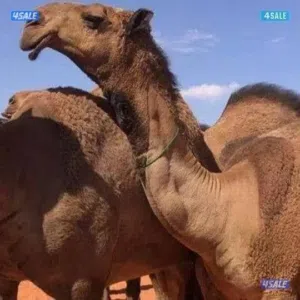 حلاقة وغسيل ابل كل مناطق الكويت