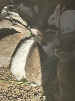 ارانب للبيع