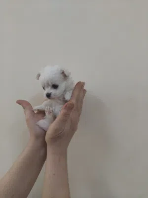 Matyz puppy for sale