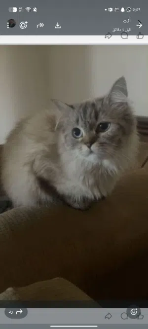 بسة شيرازي للبيع