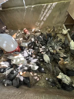 Chickens4