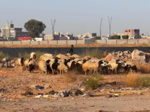 اغنام لي اي استفسار اخر ع الهااتف