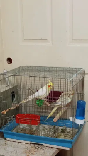 كوكتيل جوز مع فراخ