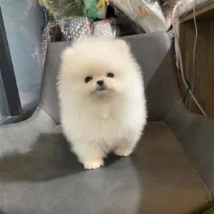 Pomeranian puppies