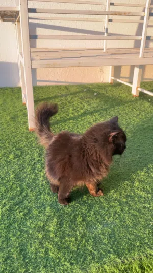 قطه شيرازي لون نادر  Persian cat, rare color
