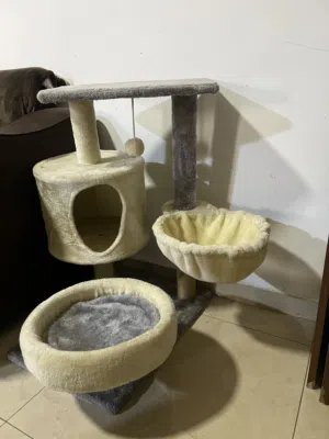 خدشت قطط للبيع