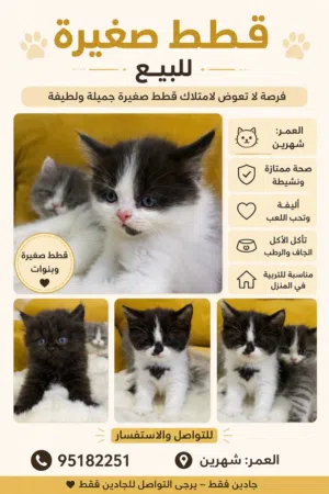 قطط صغيرة للبيع �