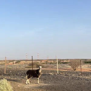 جاعده للبيع
