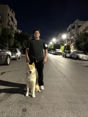 كلب هاسكي مبندق جيرمن أليف