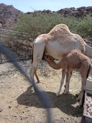ناقه عزوف للبيع