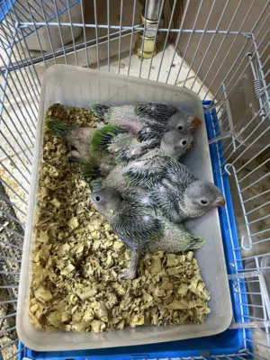 للبيع فروخ متو انتاج البحرين