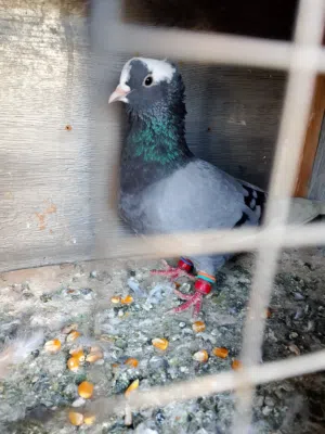 متاح طيره شغاله ام فراخ