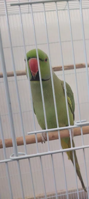 دره شبه أليف للبيع