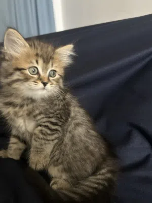 Domestic Longhair Tabby