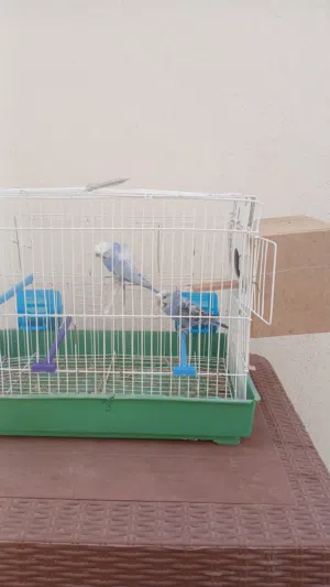 عصافير هوكو