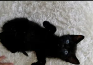 kitty 0months