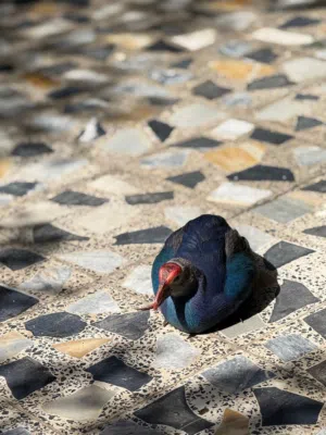 طيور زوج برهان