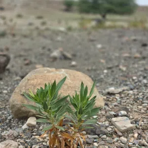 رحال. 