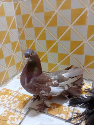 سلام وعليكم  حمام للبيع عرايس امريكي اتوقع لءن ضخمات كلش