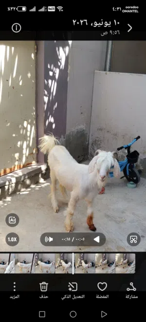للبيع صخله من حلال الرحوب